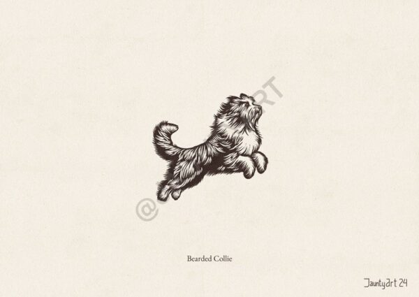 Bearded Collie Illustration