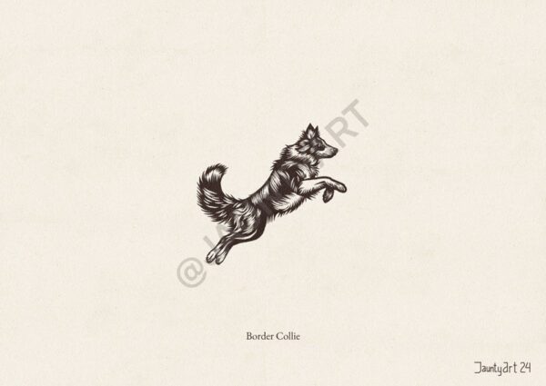 Border Collie Illustration