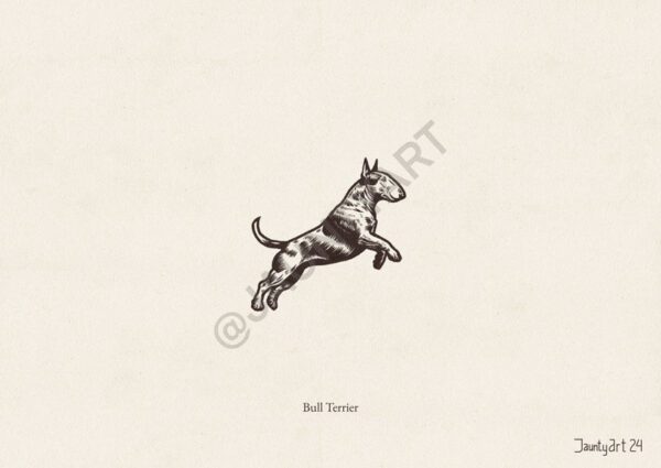 Bull Terrier Illustration