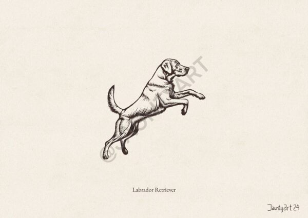 Labrador Retriever (Light) Illustration