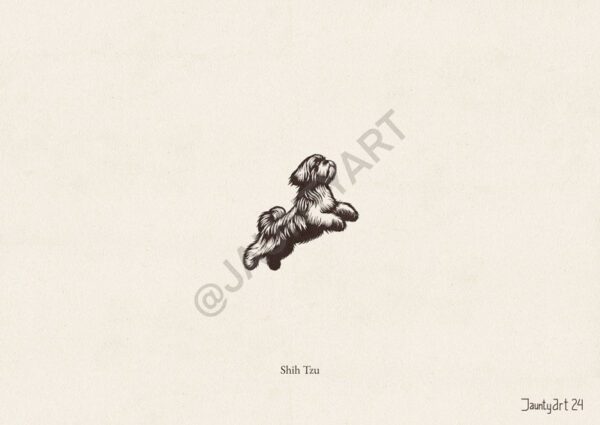 Shih Tzu Illustration