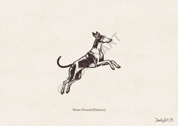 Ibizan Hound (Podenco) Illustration